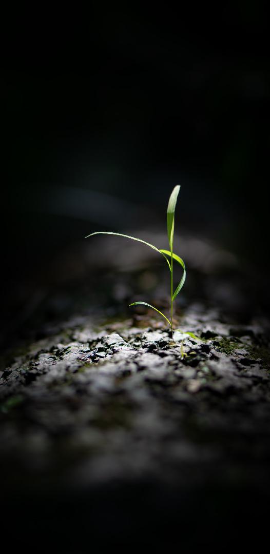 Grass growing from a log.