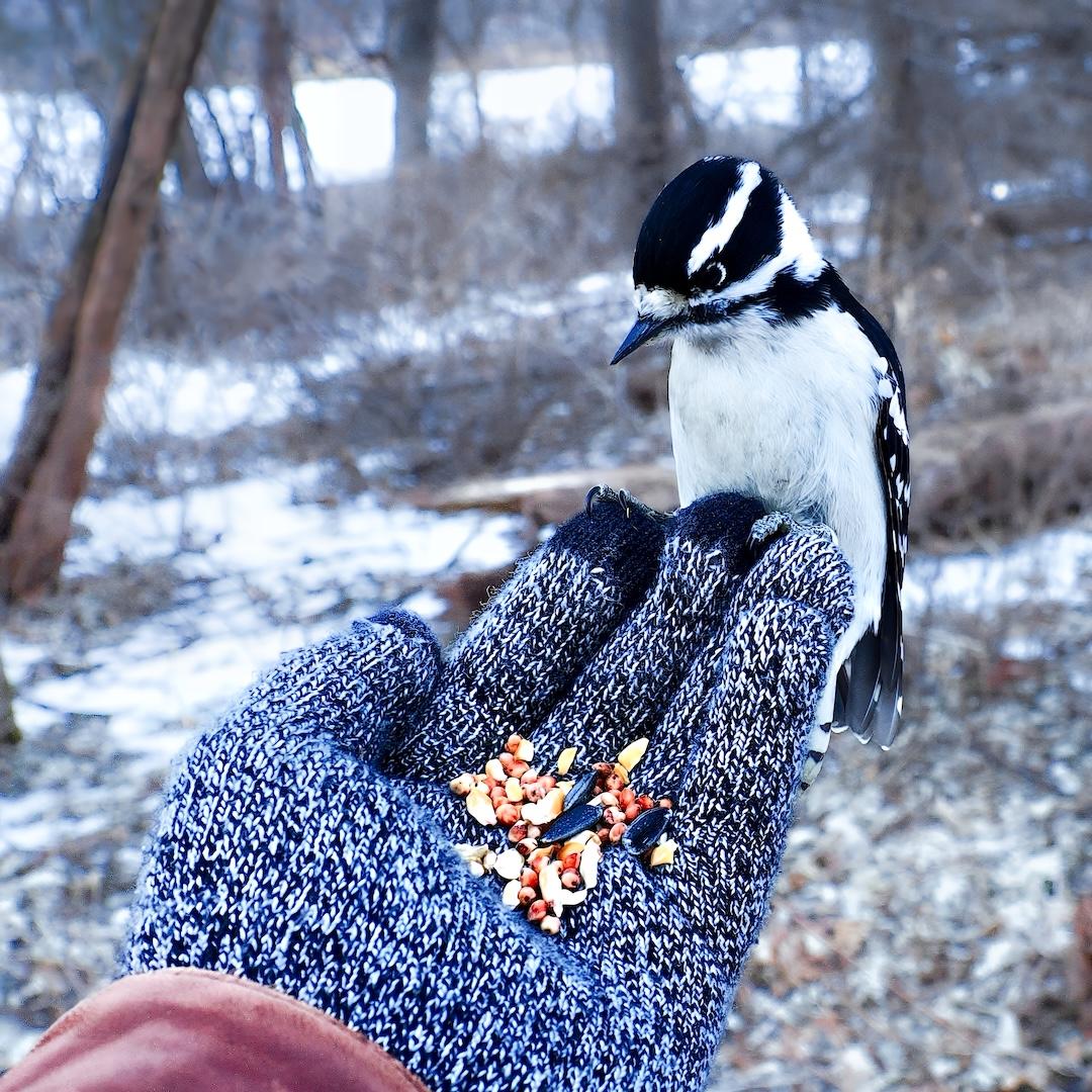 Competition entry: Bird in the hand