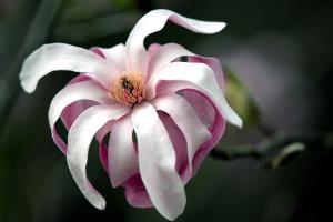 Competition entry: Magnolia