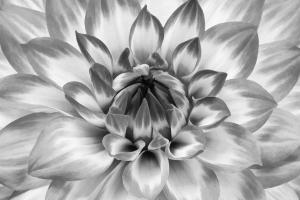 Competition entry: Dahlia