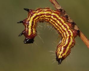 Competition entry: Defensive Caterpillar