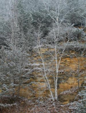 Competition entry: Birch Tree
