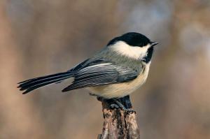 Competition entry: Chickadee