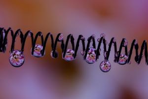 Drops of water hanging from a spring acting as a lens for the flower behind it.