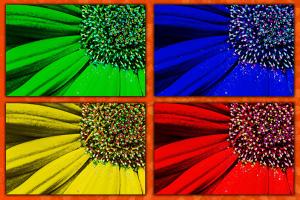 Competition entry: Color Flowers 