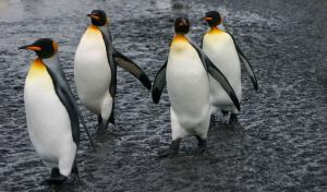 Competition entry: Marching  Penguins
