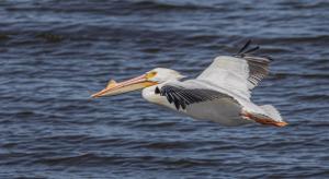 American White Pelican in Flight