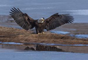 Bald eagle spreading wings