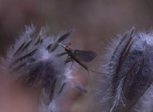 Competition entry: First signs of Life