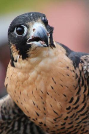 Competition entry: Hawkeye