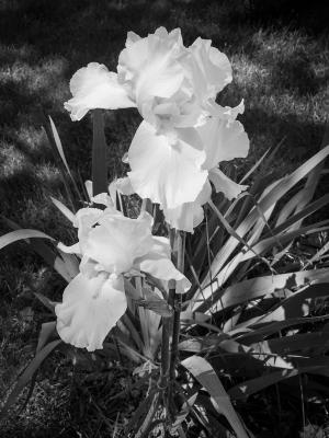 Competition entry: Black & White Iris