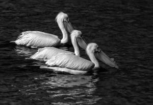 Competition entry: Buddies