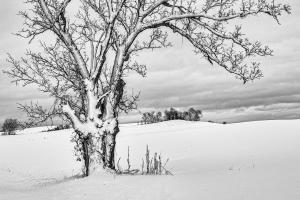 Competition entry: Snow-covered Oak