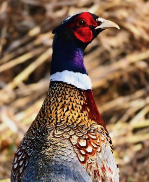 Competition entry: pretty pheasant