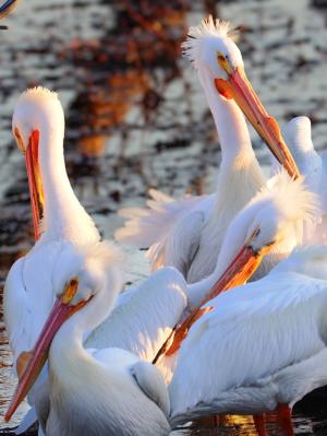 Competition entry: Sleeping pelicans at sunset