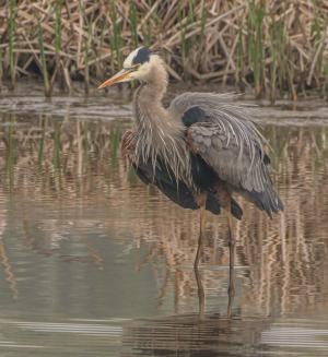 Blue heron courtship display