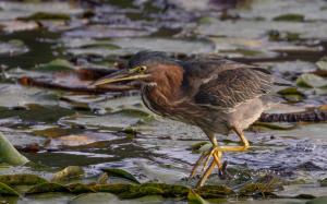 Blue heron walking on lily pads