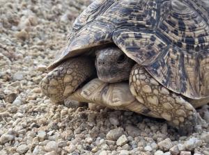 Competition entry: Leopard Tortoise