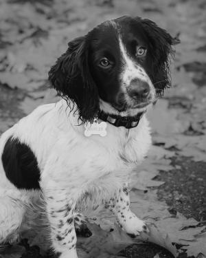 Competition entry: Mercer