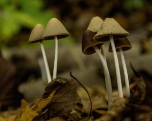 Brpwn and tan mushrooms growing in the leaves.