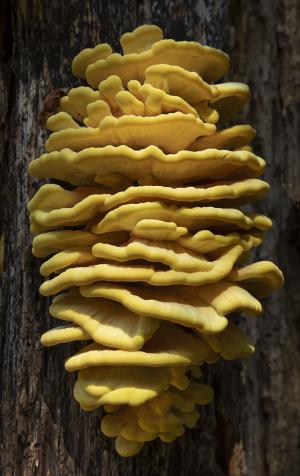 Competition entry: Chicken of the Woods