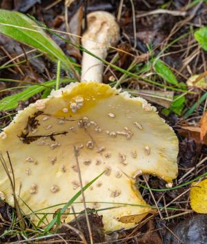 Competition entry: Tasty Snack