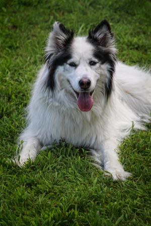 Competition entry: Hot Diggity Dog