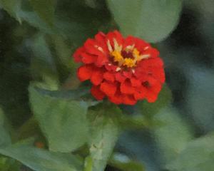 Competition entry: Orange Zinna