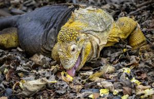 A land iguana eating the yellow Cordia flowers.