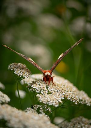 Competition entry: Red Velvet Moth
