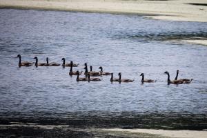 A line of ducks floating in the marsh.