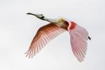 Roseate Spoonbill flying