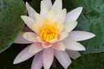 Competition entry: Pink Lily