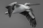Pelican flying solo