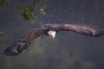 Competition entry: Diving Eagle in the Rain