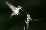 Competition entry: Hummingbird Territorial dispute