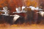 Competition entry: Sandhill Crane Migration 