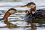 Red-necked Grebes with their very hungry baby.
