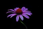 Competition entry: Purple Coneflower
