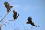 Competition entry: Flying Lessons