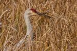 Sandhill crane in grass