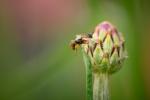 Competition entry: Fly on a Bud