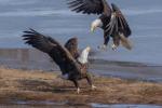 Bald Eagles Fighting