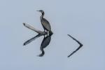 Competition entry: Cormorant Trempealeau Refuge