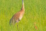 Competition entry: Sandhill Crane Mother And Her Chick
