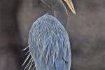 Competition entry: Great Blue Heron